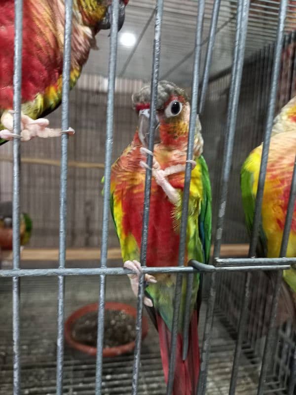 hyper high red conures parrots/birds 0