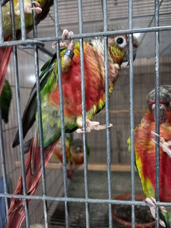 hyper high red conures parrots/birds 1