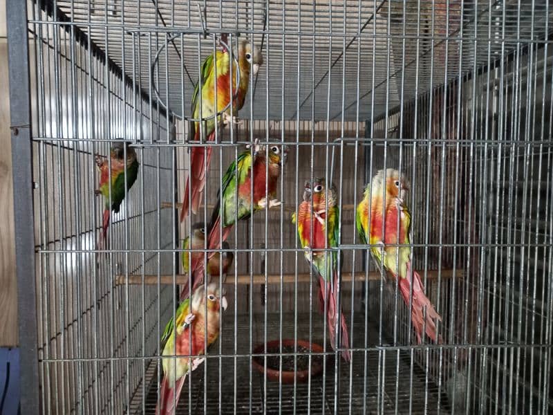 hyper high red conures parrots/birds 2