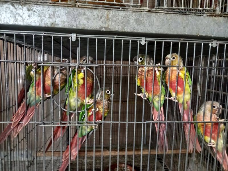 hyper high red conures parrots/birds 3