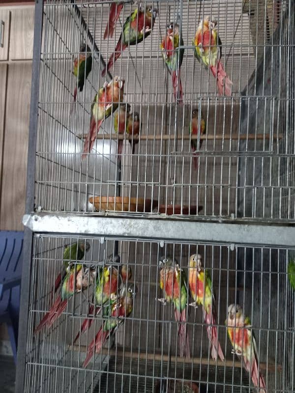 hyper high red conures parrots/birds 4