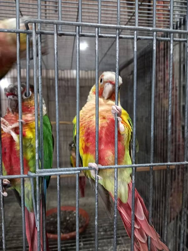 hyper high red conures parrots/birds 5