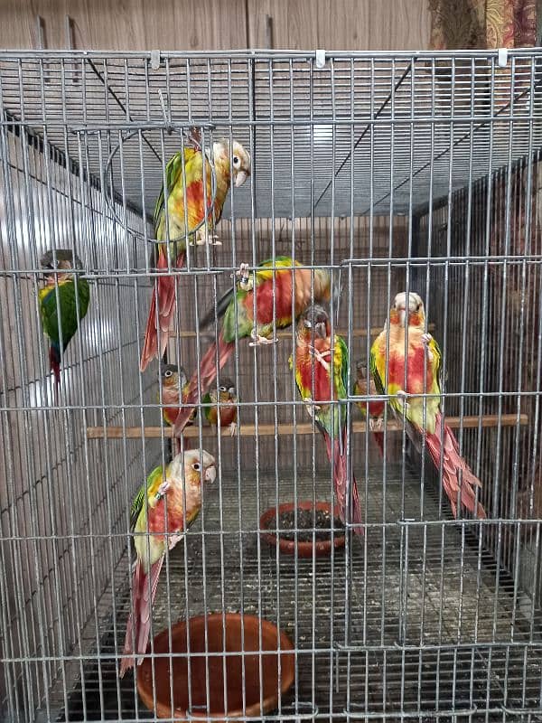 hyper high red conures parrots/birds 6