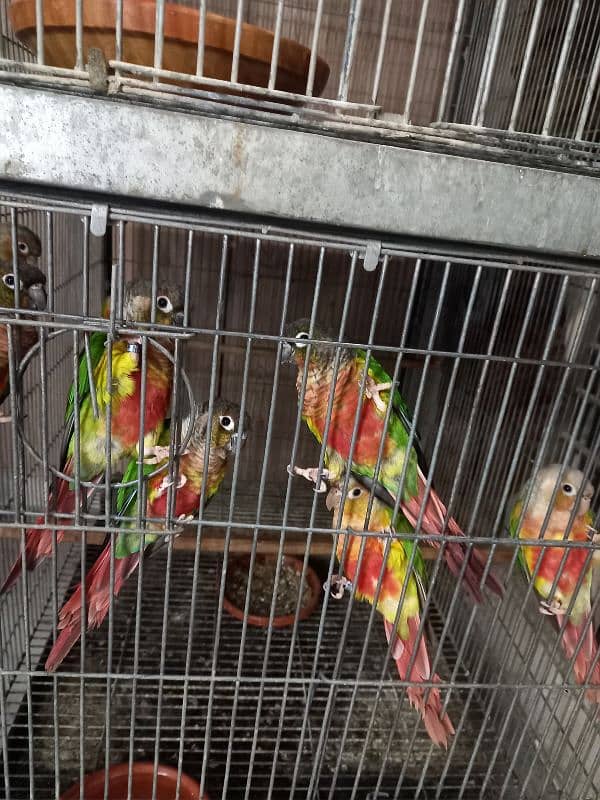 hyper high red conures parrots/birds 7