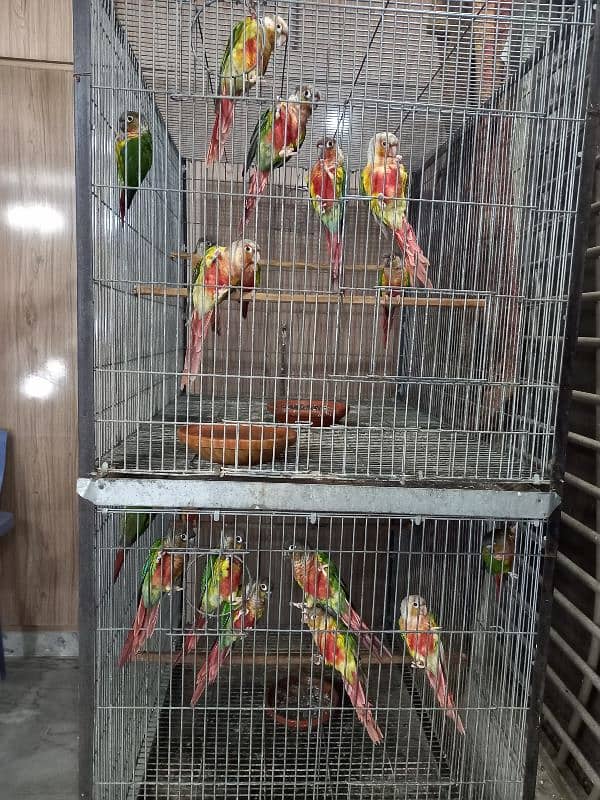 hyper high red conures parrots/birds 8