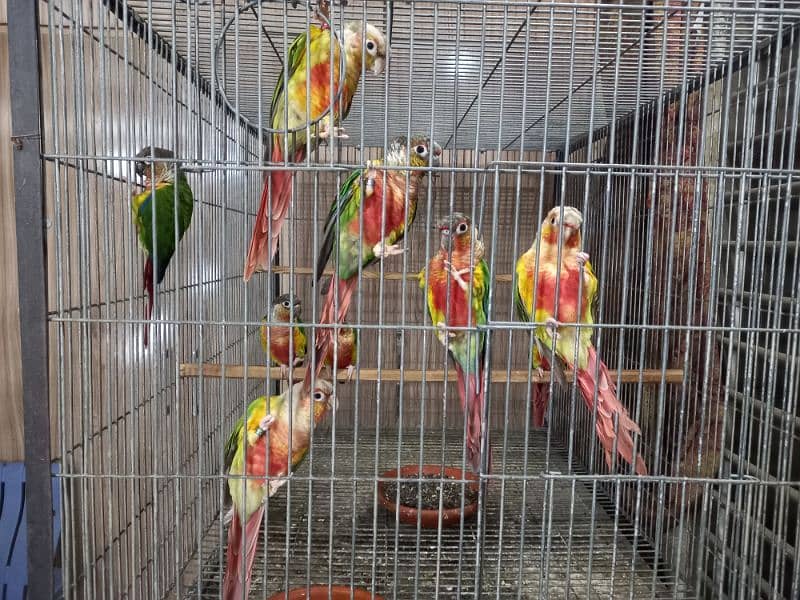 hyper high red conures parrots/birds 9