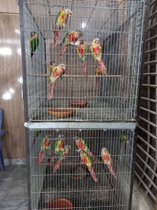 hyper high red conures parrots/birds 10