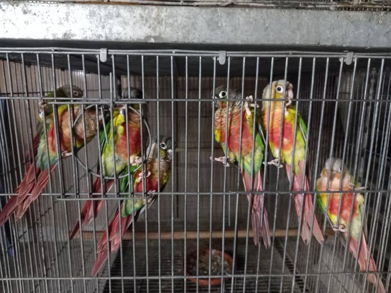 hyper high red conures parrots/birds 11