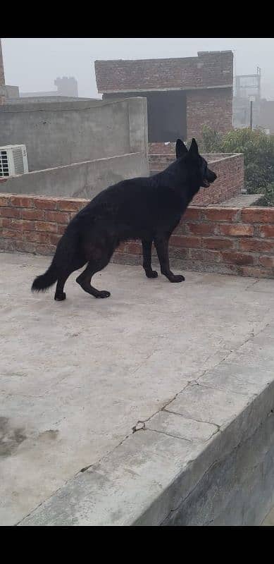 Black German shepherd for sale (Confirm Stud)  03284079450 0