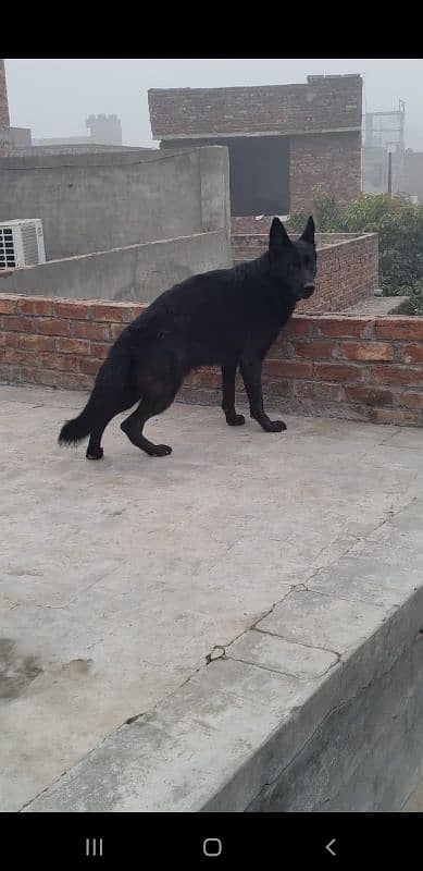 Black German shepherd for sale (Confirm Stud)  03284079450 1