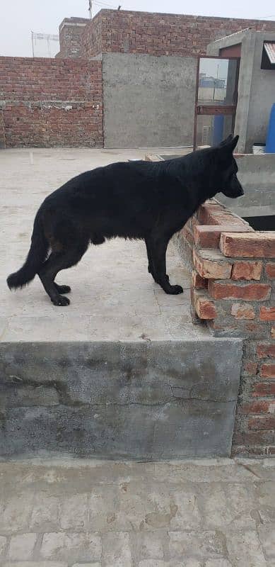 Black German shepherd for sale (Confirm Stud)  03284079450 2