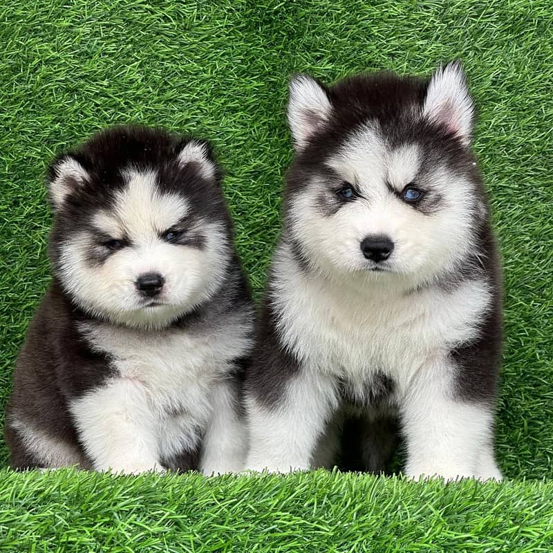 husky puppies 0