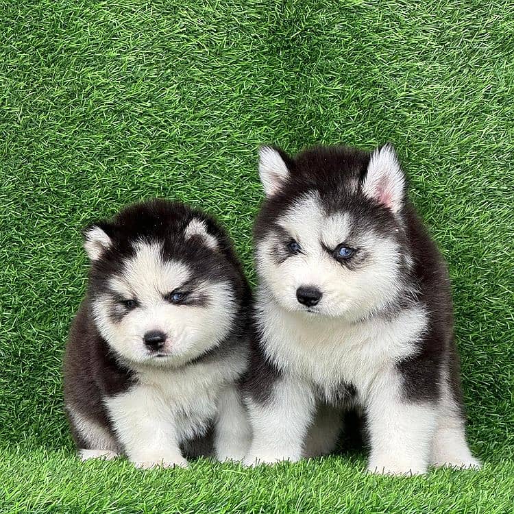 husky puppies 3