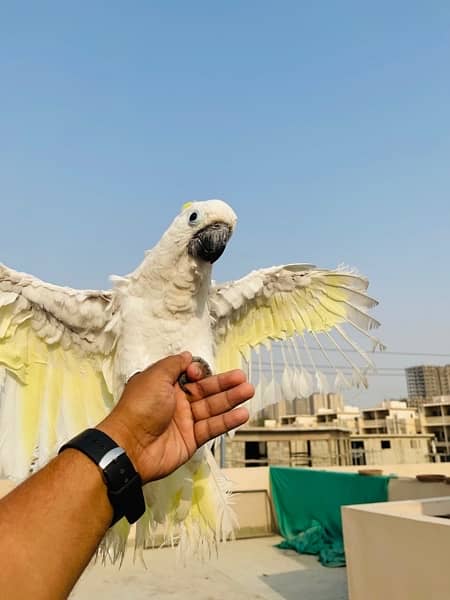 Triton Cockatoo 2