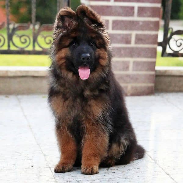 German shepherd male 0