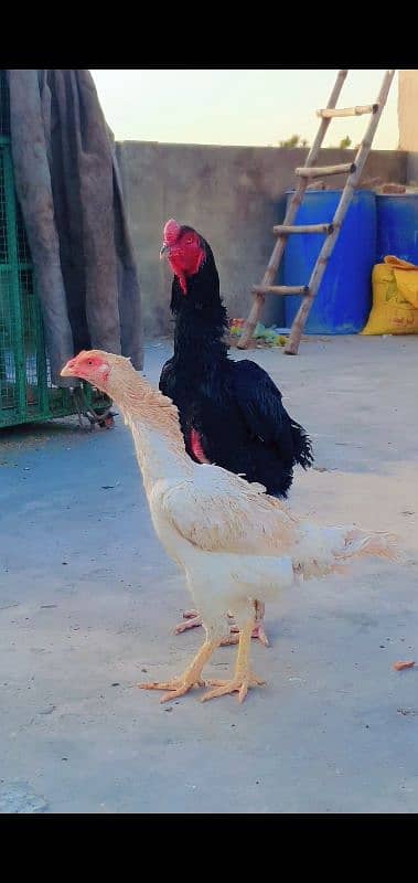 king shamo female for sale or 1cage for sale 1