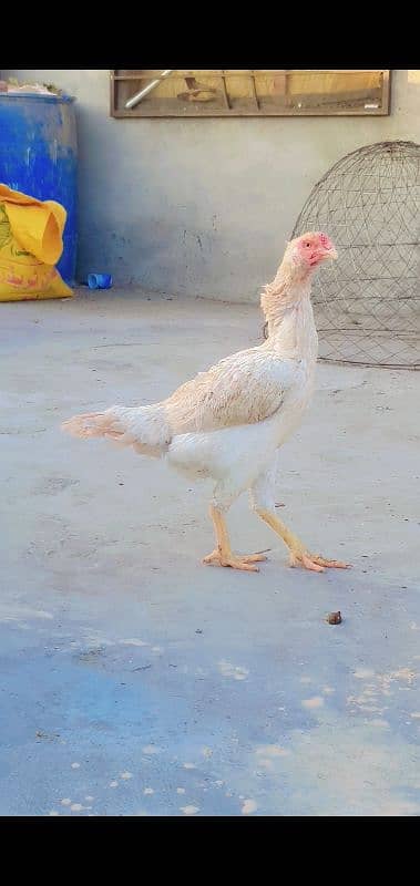 king shamo female for sale or 1cage for sale 3