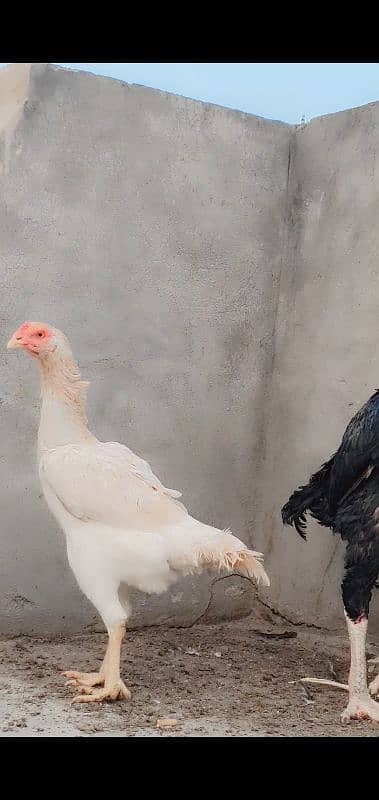 king shamo female for sale or 1cage for sale 4