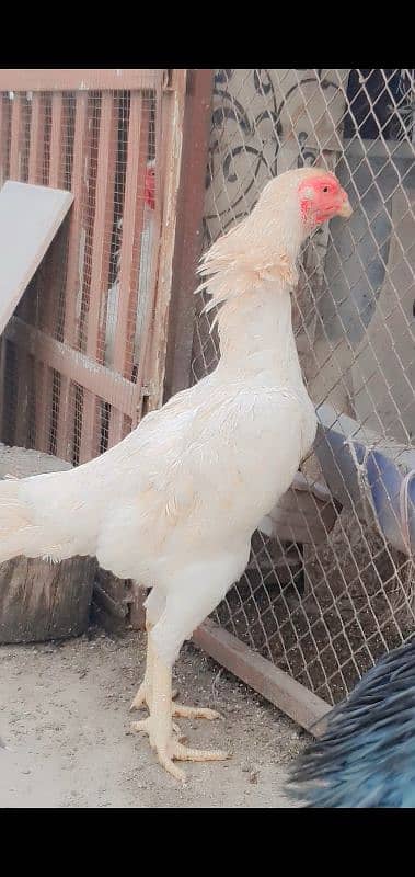 king shamo female for sale or 1cage for sale 5