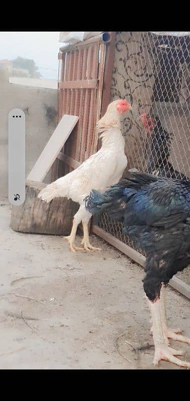 king shamo female for sale or 1cage for sale 7