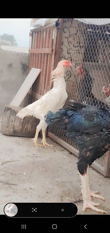 king shamo female for sale or 1cage for sale 8