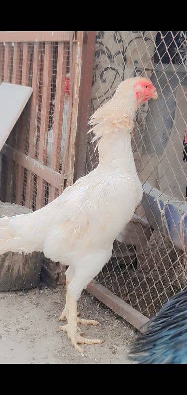 king shamo female for sale or 1cage for sale 9