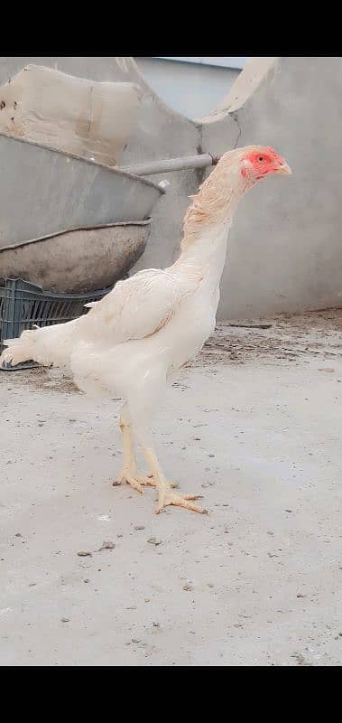 king shamo female for sale or 1cage for sale 10