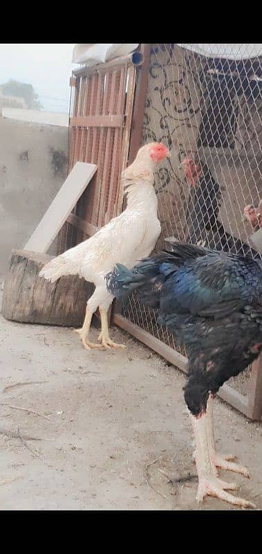 king shamo female for sale or 1cage for sale 11