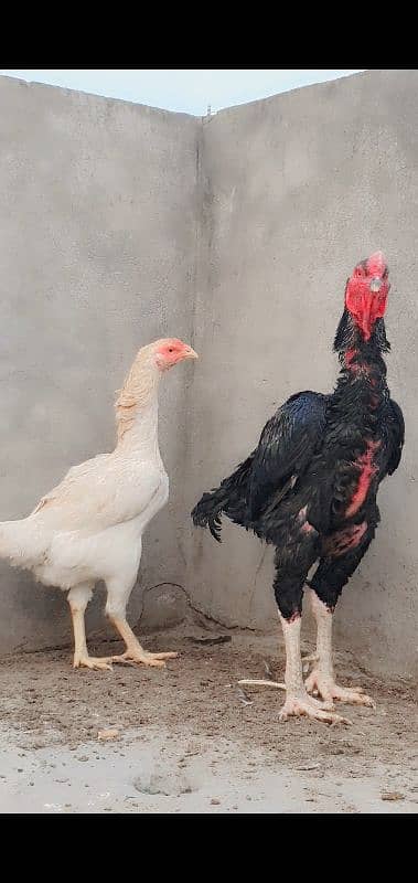 king shamo female for sale or 1cage for sale 12