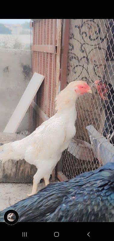 king shamo female for sale or 1cage for sale 13