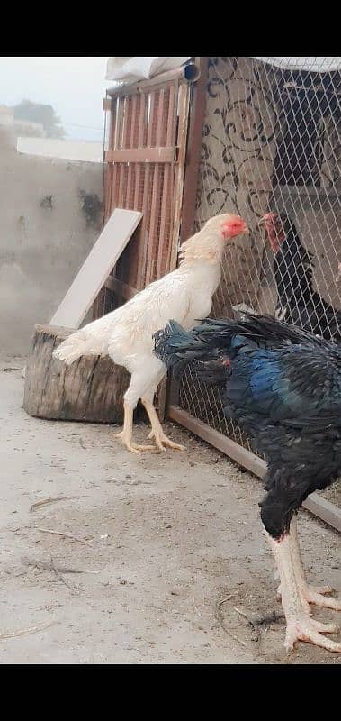 king shamo female for sale or 1cage for sale 14