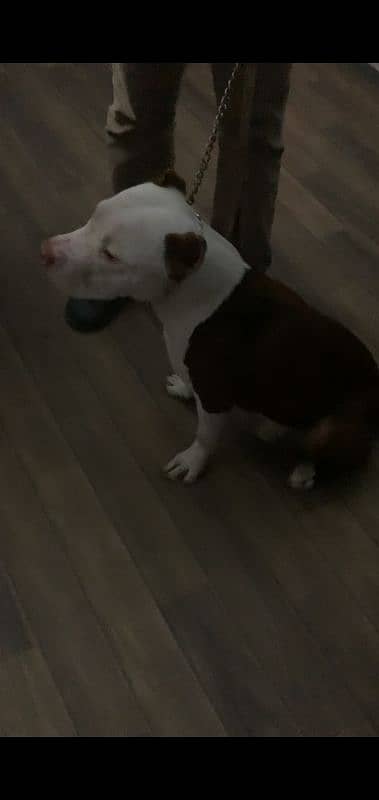 male pittbull avail 1 year old full active vacinated dewormerd 1