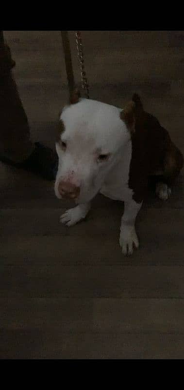 male pittbull avail 1 year old full active vacinated dewormerd 2