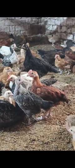 Golden Misri Chicks | Desi Chuza | Pathay | Pathian | hens | Murghi