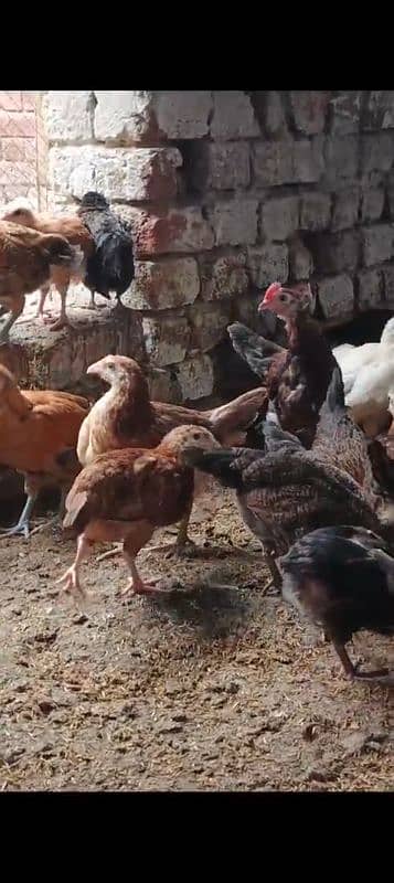 Golden Misri Chicks | Desi Chuza | Pathay | Pathian | hens | Murghi 1