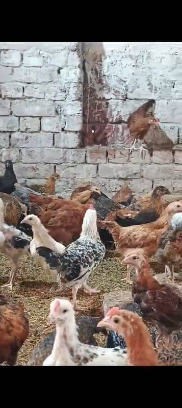 Golden Misri Chicks | Desi Chuza | Pathay | Pathian | hens | Murghi 2