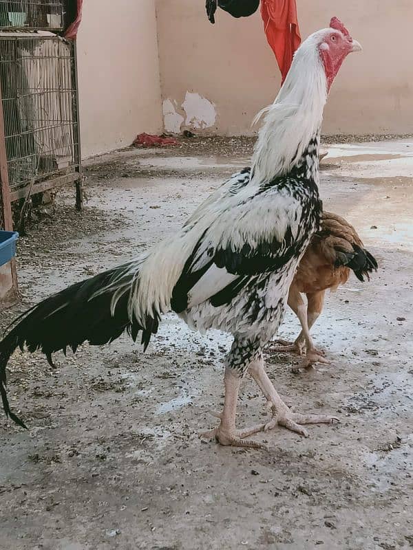 pure aseel mianwali jawa murga home breed 2