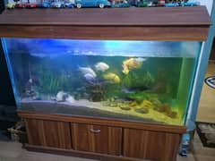 large aquarium and nano aquarium