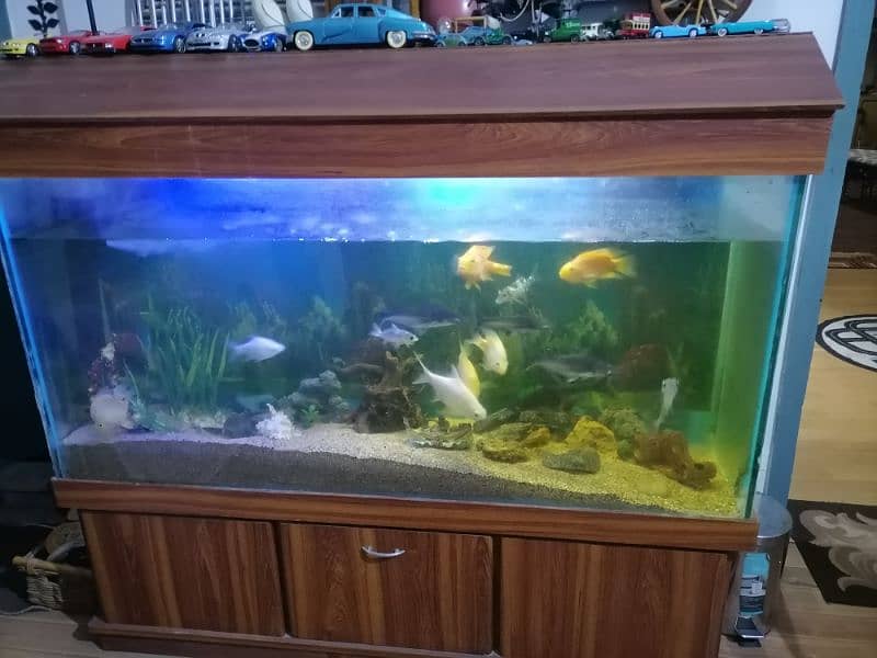 large aquarium and nano aquarium 1