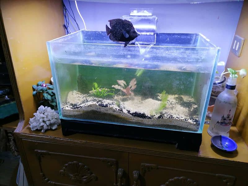 large aquarium and nano aquarium 4