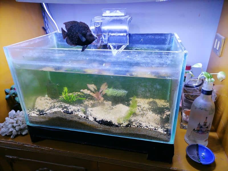 large aquarium and nano aquarium 5