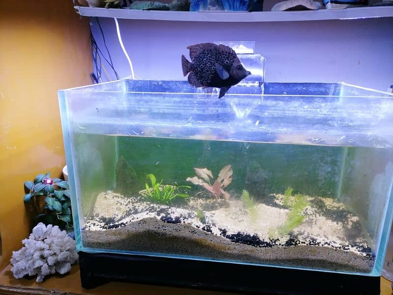 large aquarium and nano aquarium 6