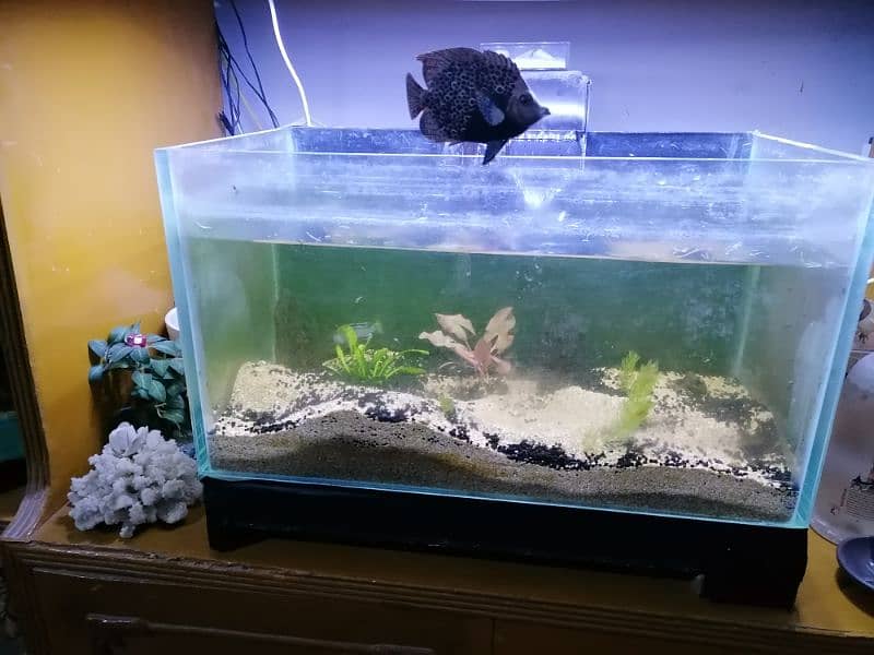 large aquarium and nano aquarium 7