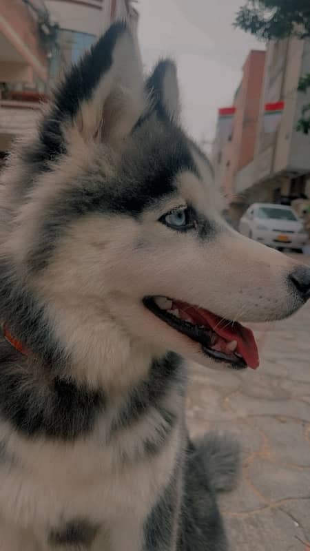 Siberian Husky blue eyes triple coat 0