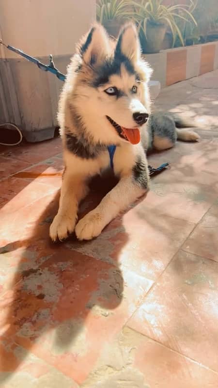 Siberian Husky blue eyes triple coat 1