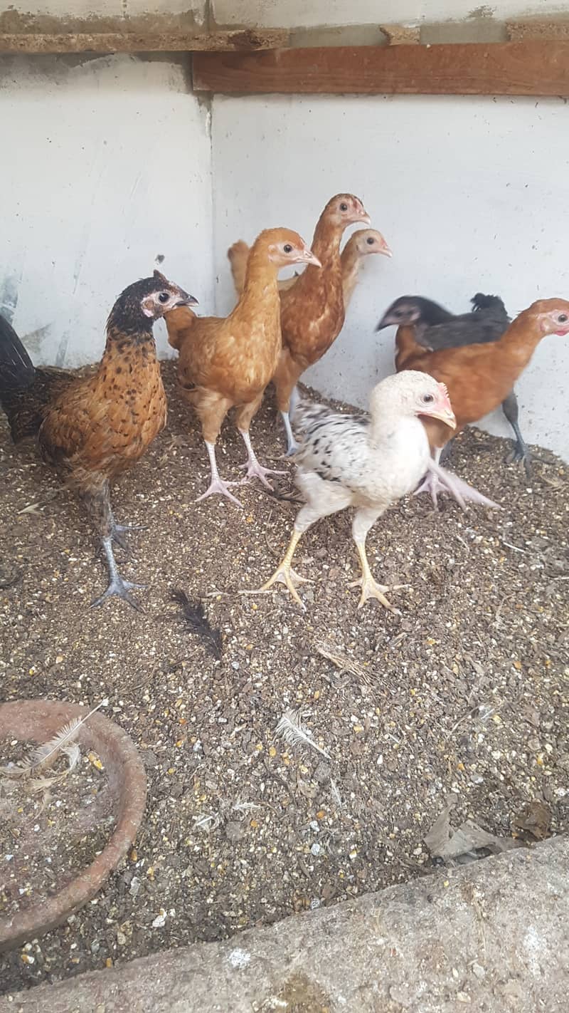 Desi hen chicks 0