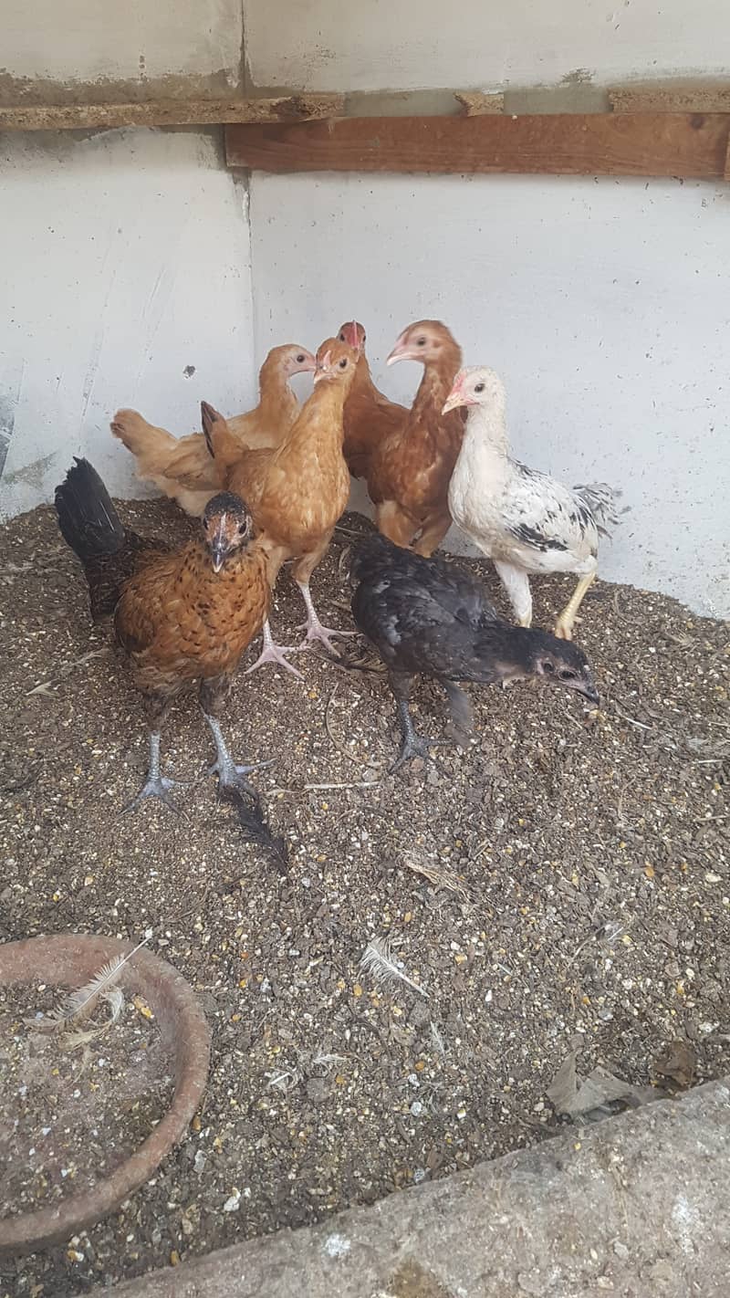 Desi hen chicks 1