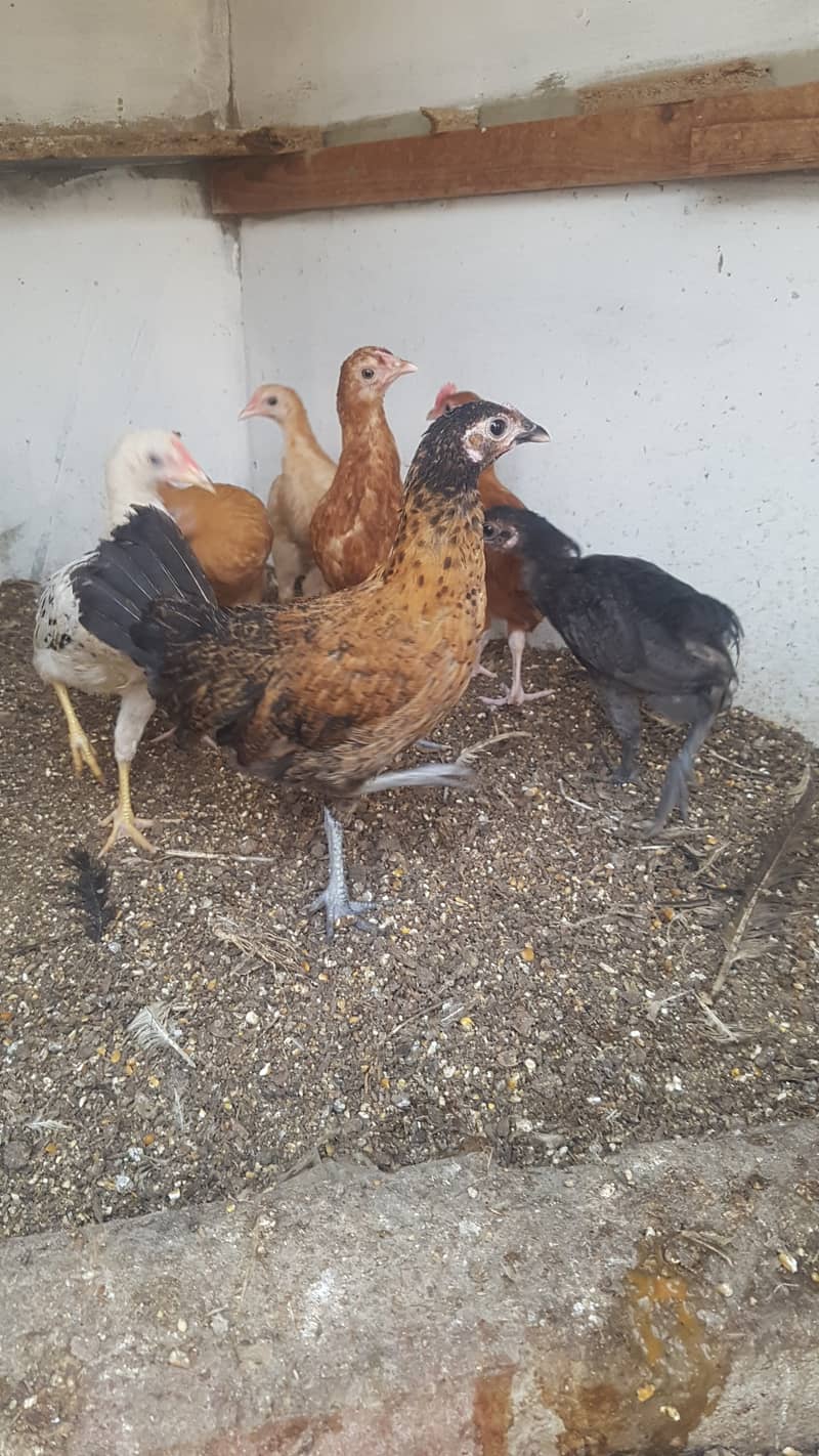 Desi hen chicks 2