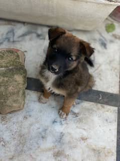 Male puppy of cross breed between german shepherd and russel terrier