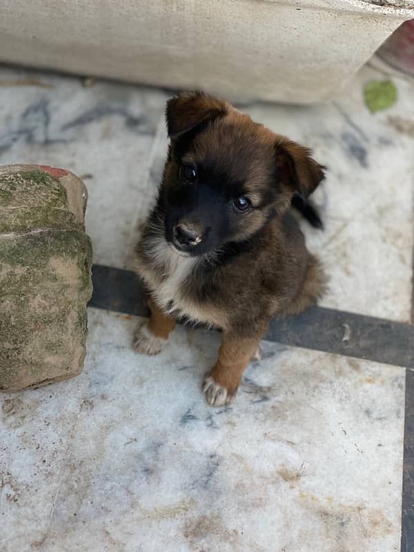 Male puppy of cross breed between german shepherd and russel terrier 0